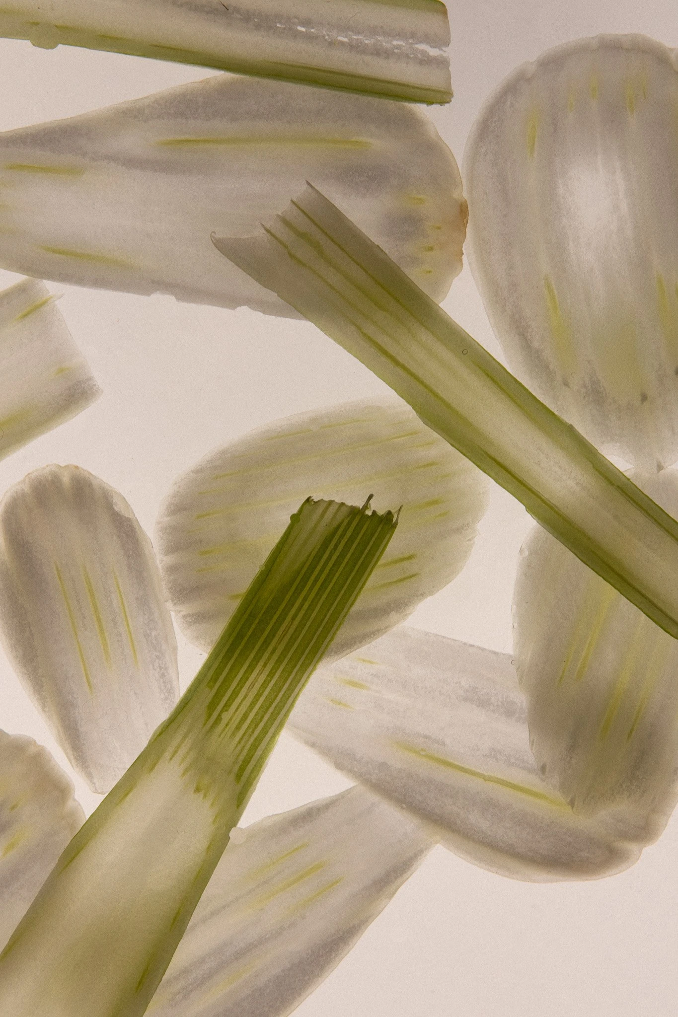Fennel study